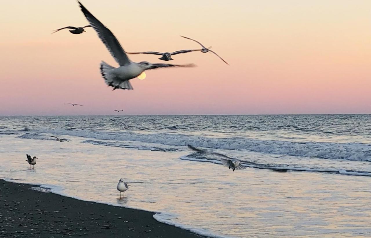 Huge Ocean Front Condo, Amazing Views Myrtle Beach Eksteriør billede